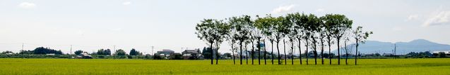 新潟県の象徴トキ