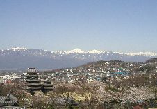 松本市役所から望む松本城の桜と北アルプスの画像です。